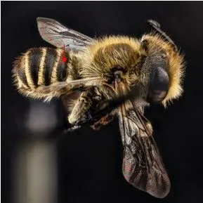thumbnail for publication: Alfalfa Leaf-Cutter Bee Megachile rotundata (Insecta: Hymenoptera: Megachilidae)